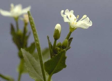 Epilobium hallianum — search result for 'Epilobium'