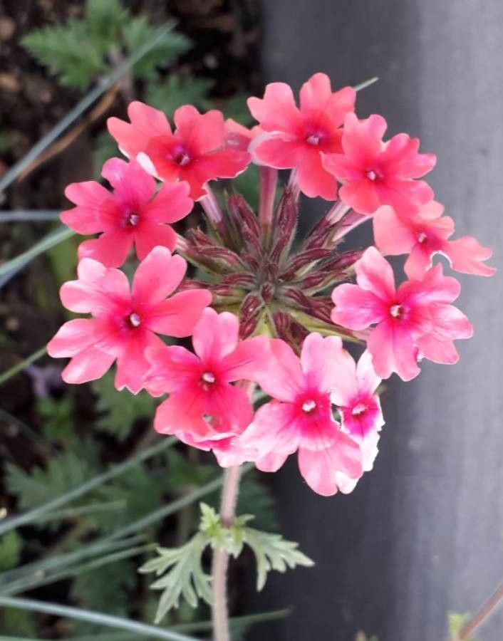 Glandularia canadensis flower