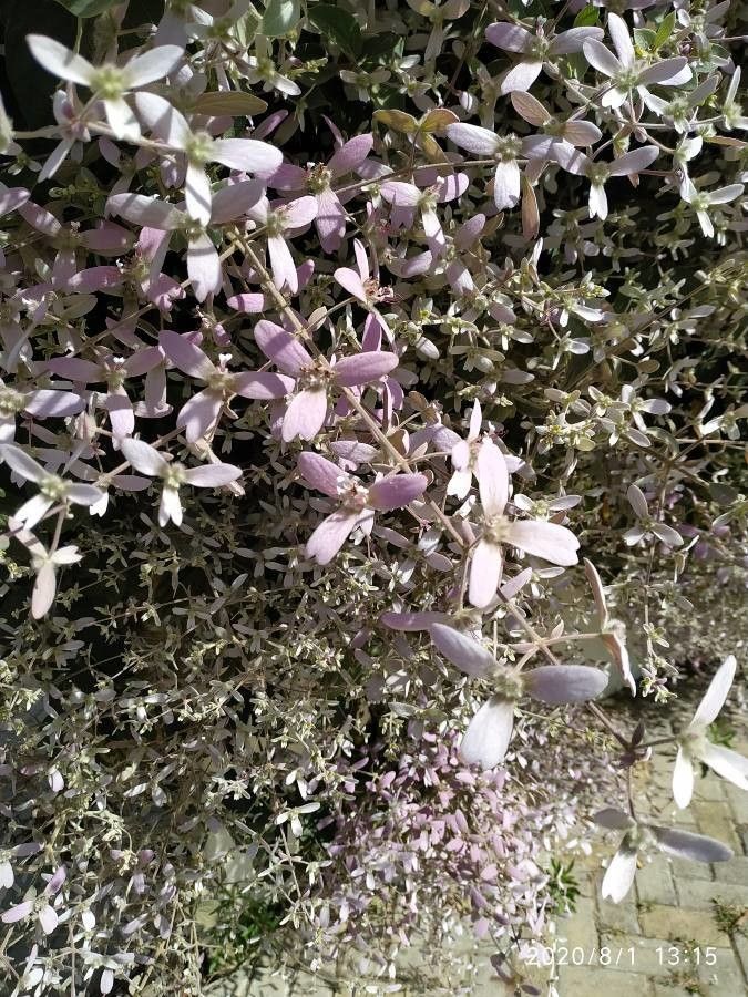 Congea tomentosa flower