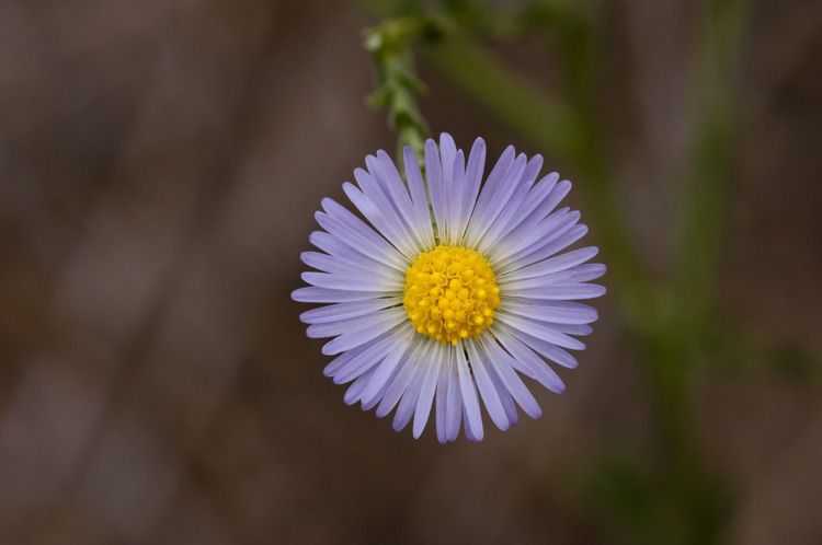 Psilactis asteroides flower