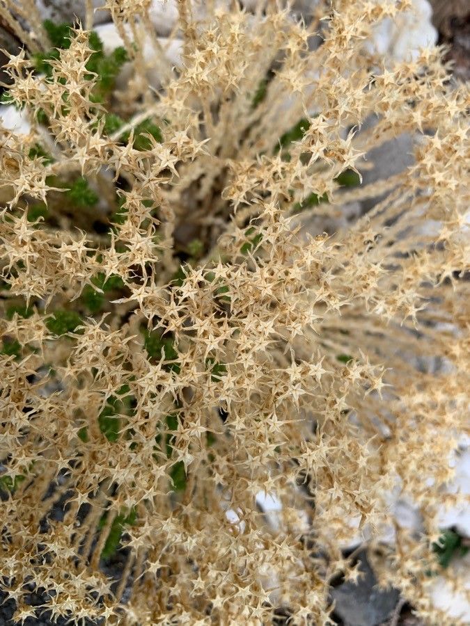 Sedum stelliforme flower