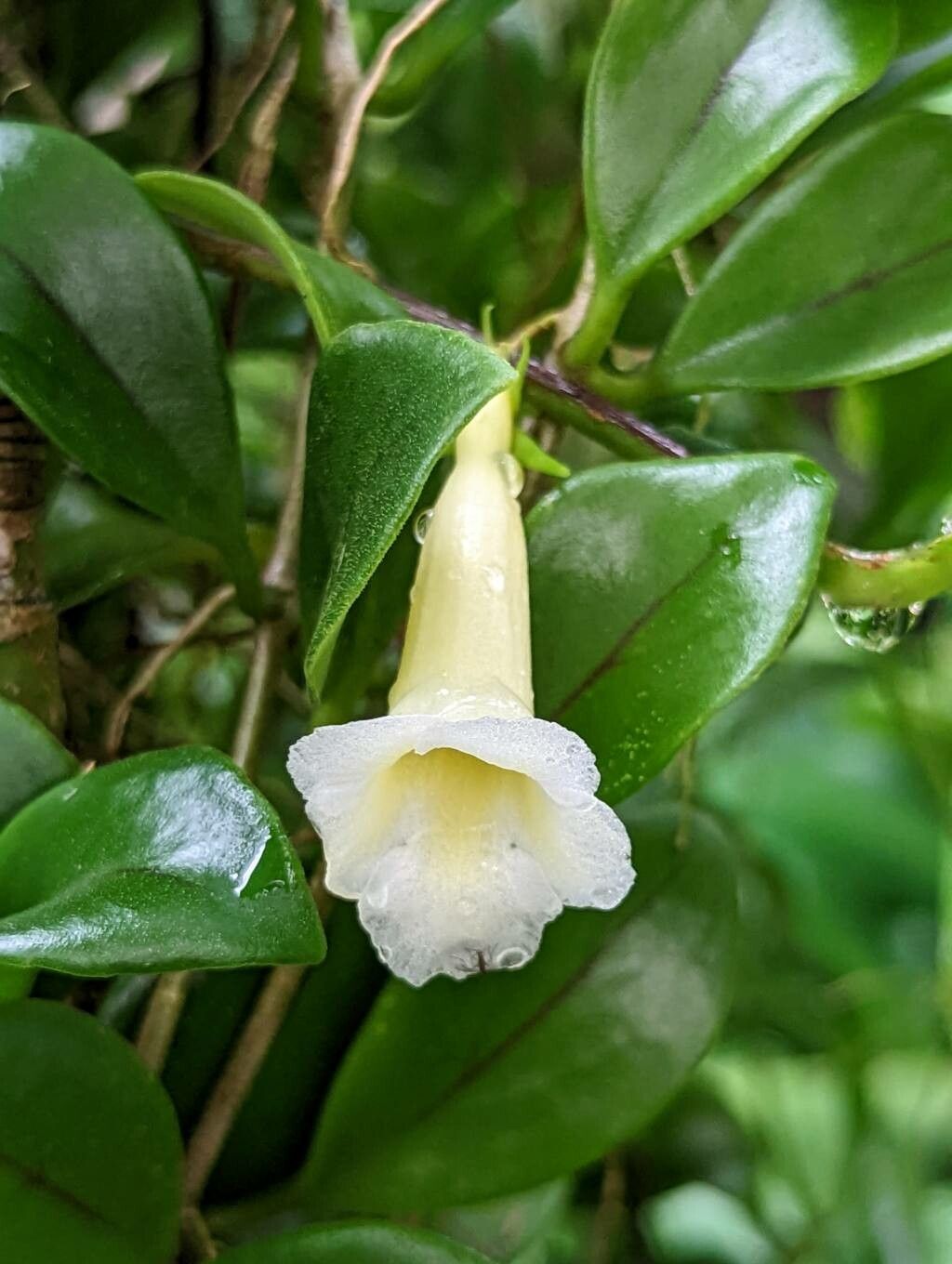Codonanthe elegans flower