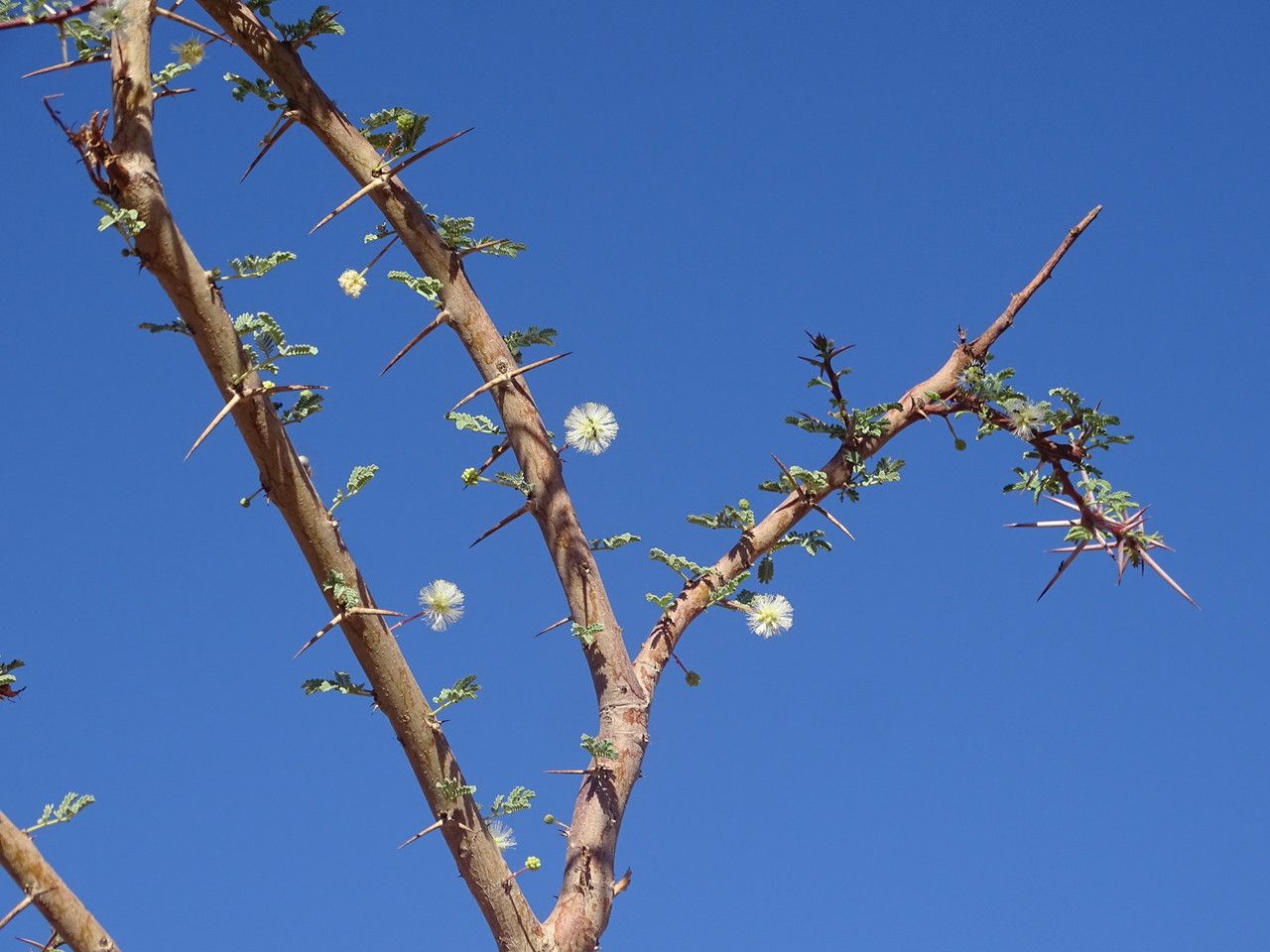 Acacia tortilis flower