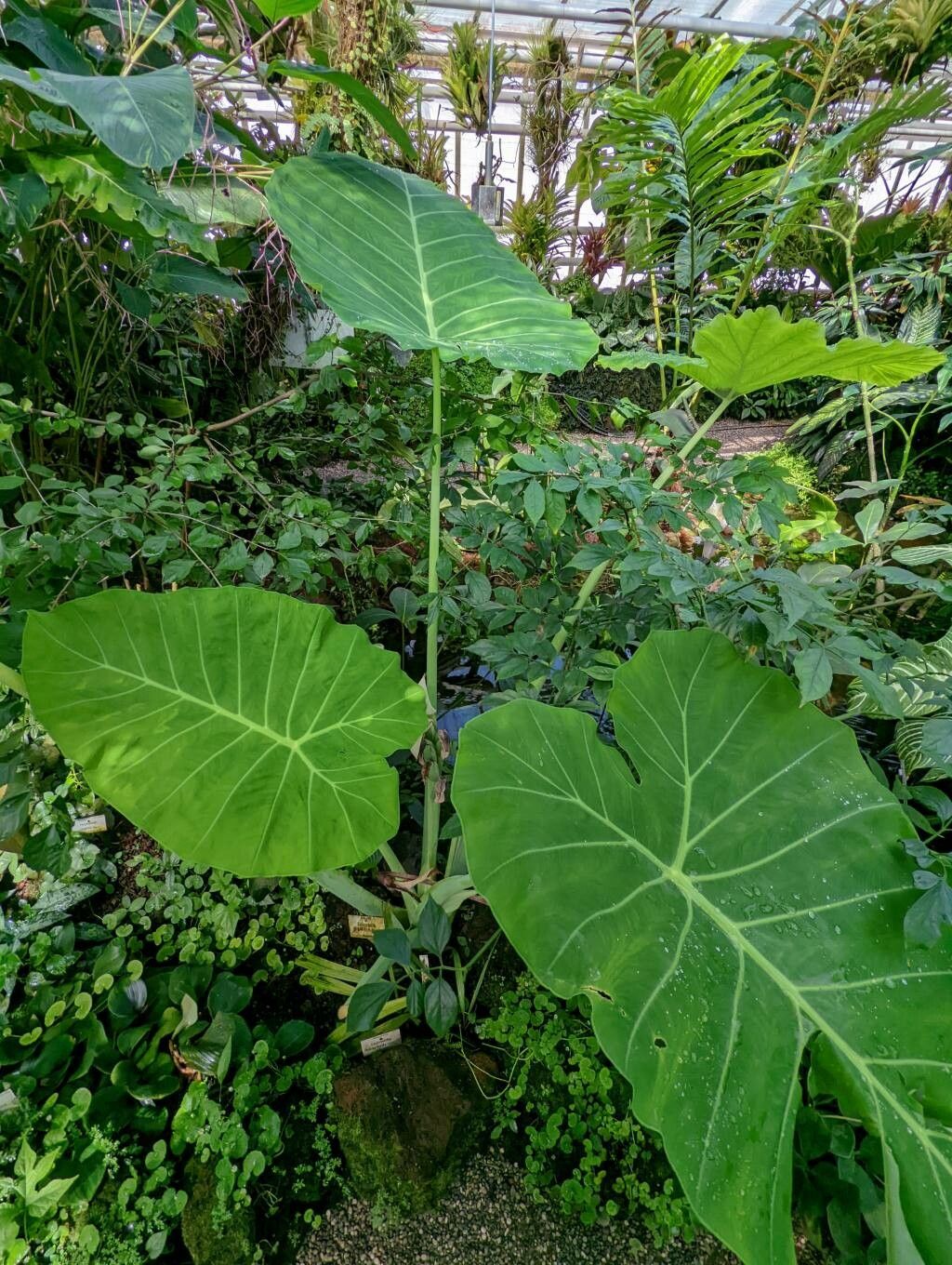 Colocasia gigantea habit