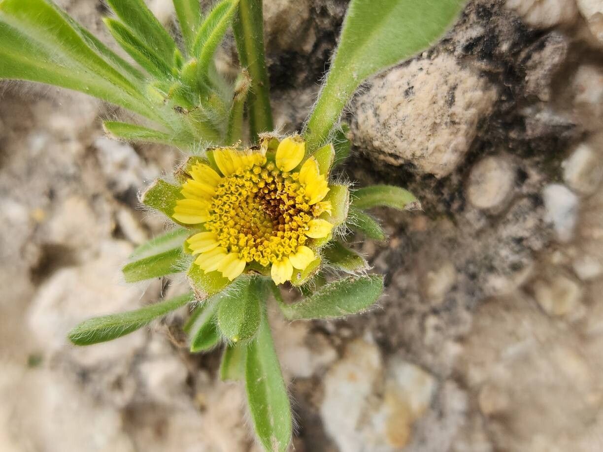 Pallenis hierichuntica flower