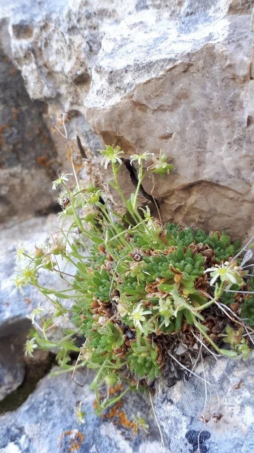 Saxifraga presolanensis flower