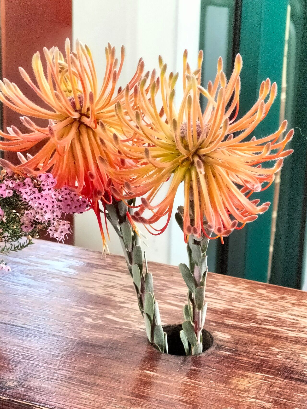 Leucospermum reflexum flower