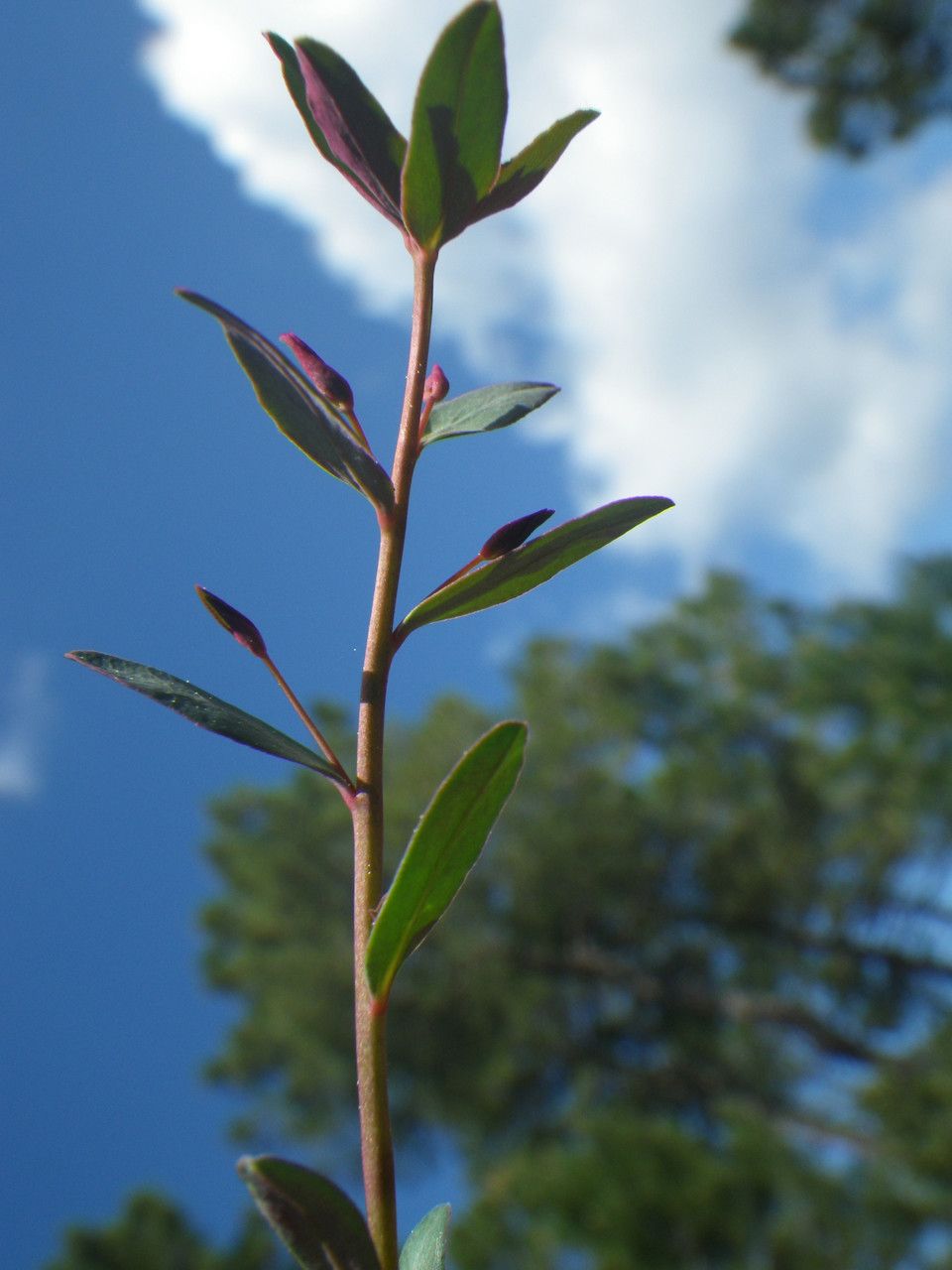 Euphorbia gayi habit