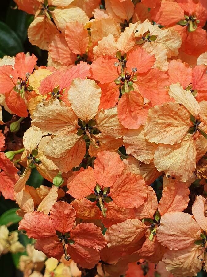 Bauhinia kockiana flower