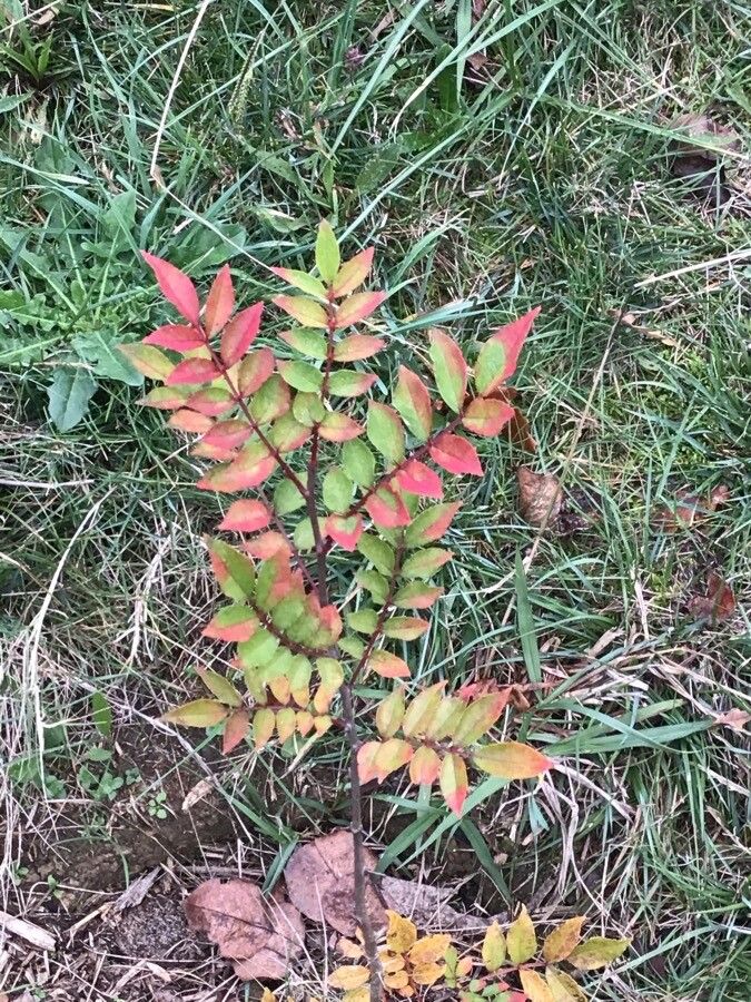 Zanthoxylum stenophyllum — search result for 'Zanthoxylum'