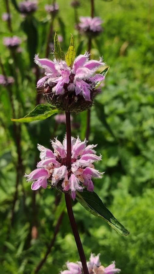 Phlomoides maximowiczii flower