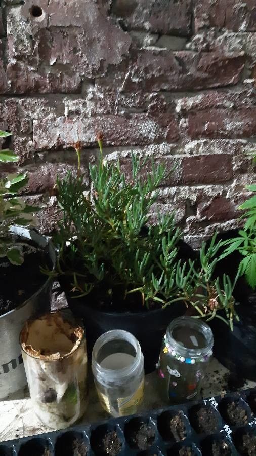 Lampranthus multiradiatus leaf