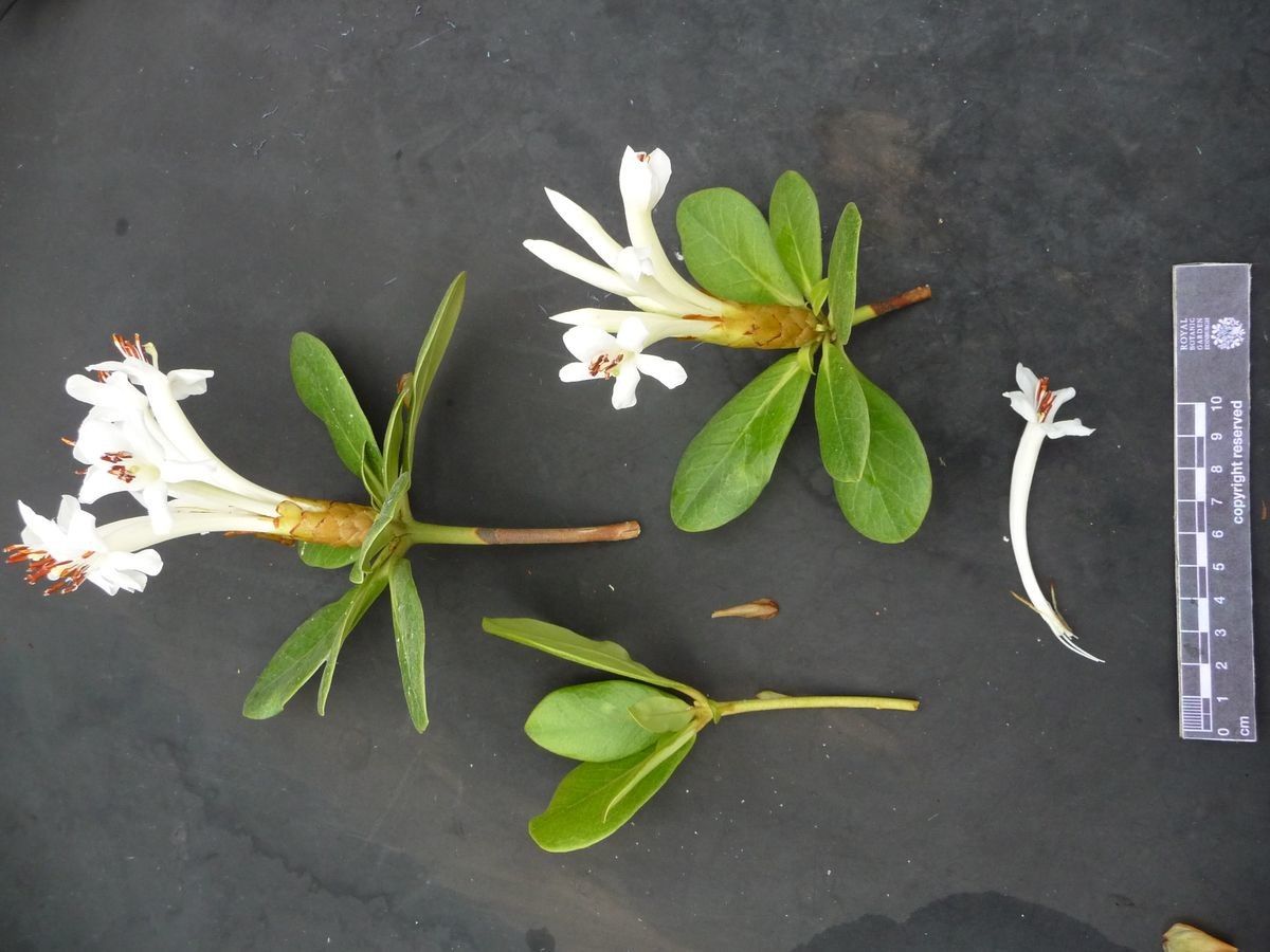 Rhododendron carringtoniae other