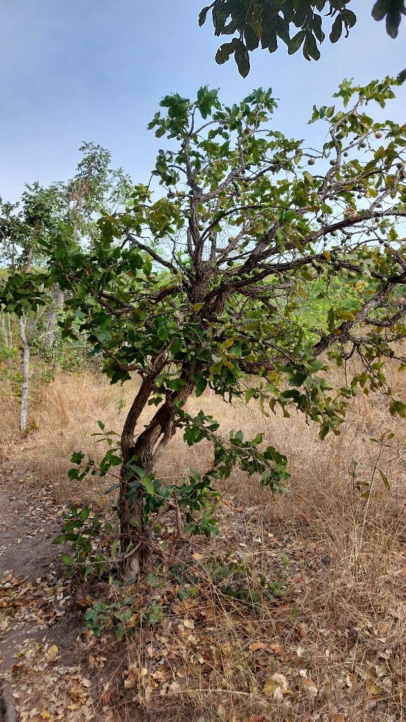 Mouriri elliptica habit