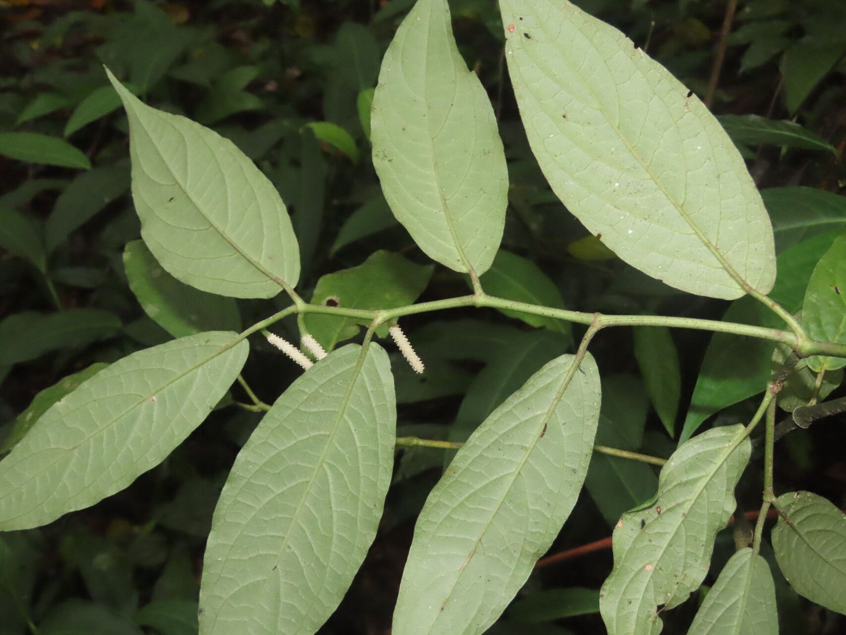 Piper subzhorquinense — houseplant care guide