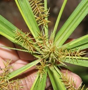 Cyperus digitatus flower