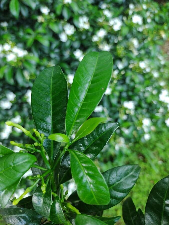 Tabernaemontana laeta leaf