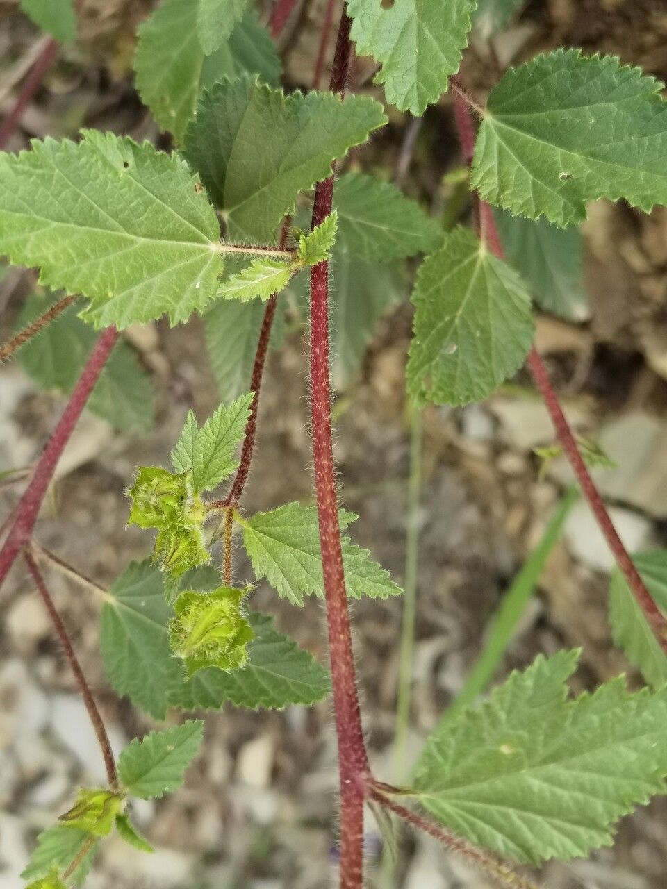 Malope malacoides leaf