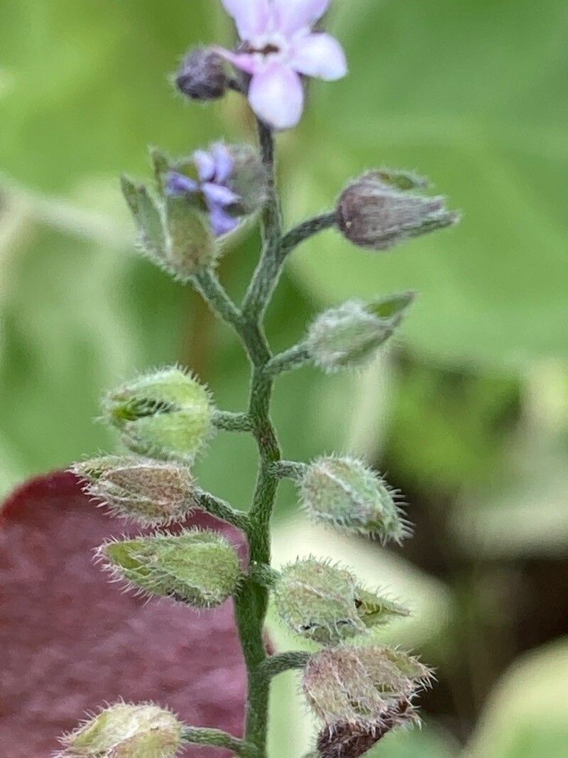 Myosotis laxa fruit