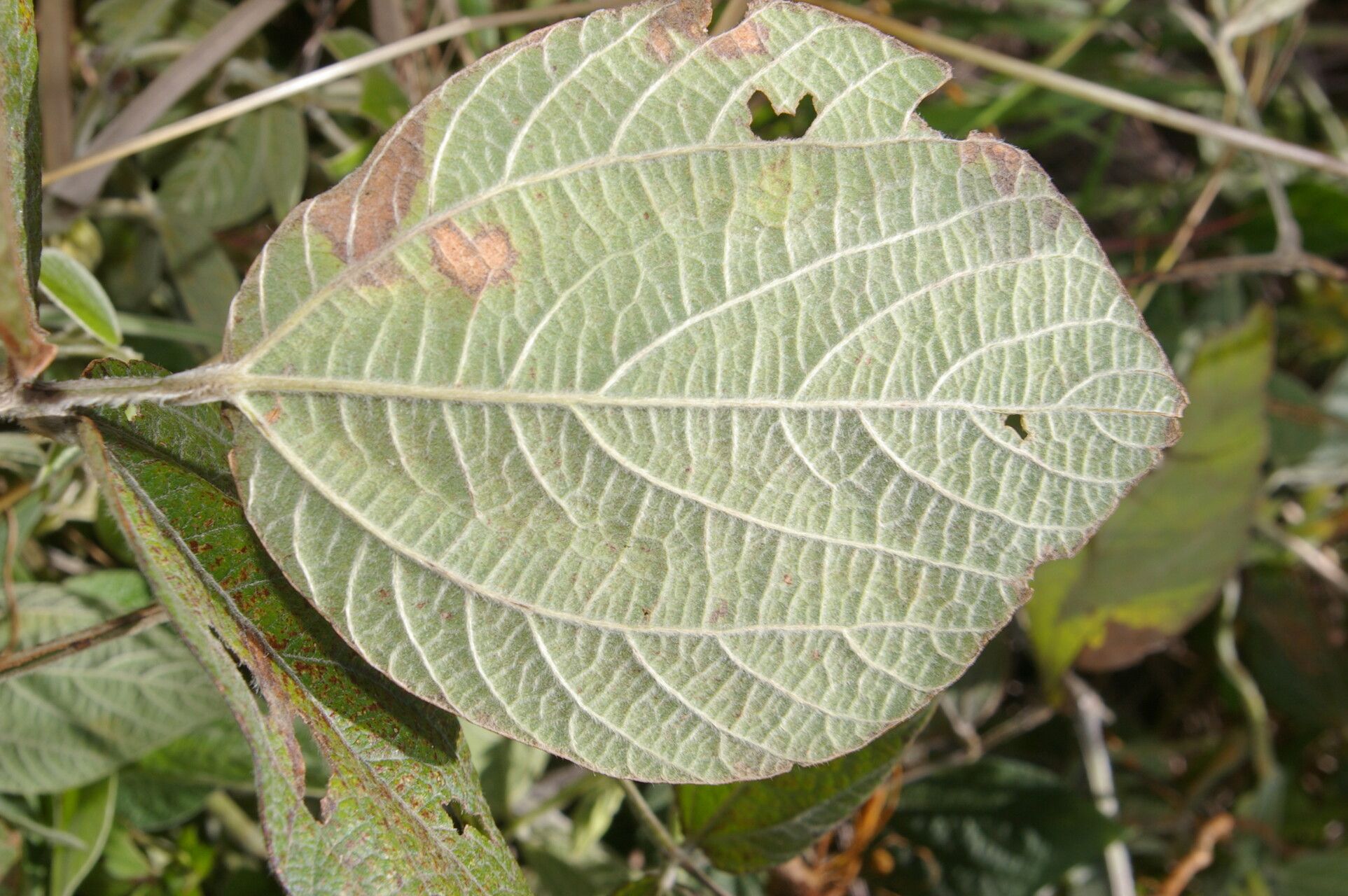 Rhynchosia reticulata leaf