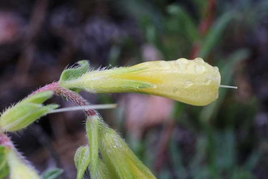 Onosma heterophylla flower