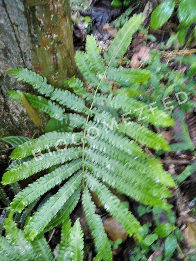 Onoclea orientalis leaf