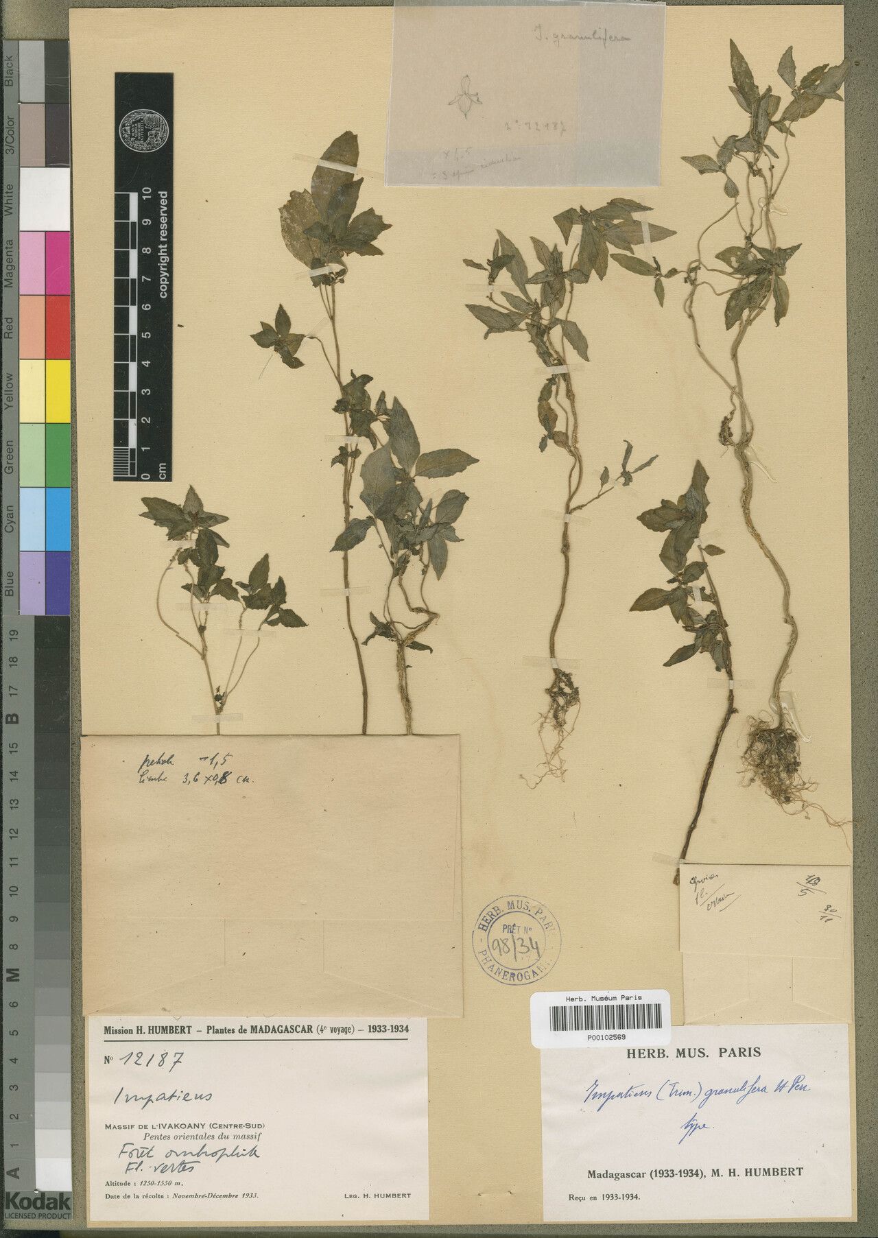 Impatiens granulifera — houseplant care guide