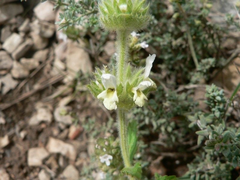 Sideritis vulgaris habit