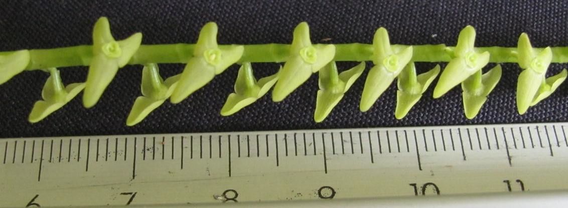 Stelis transversalis — houseplant care guide