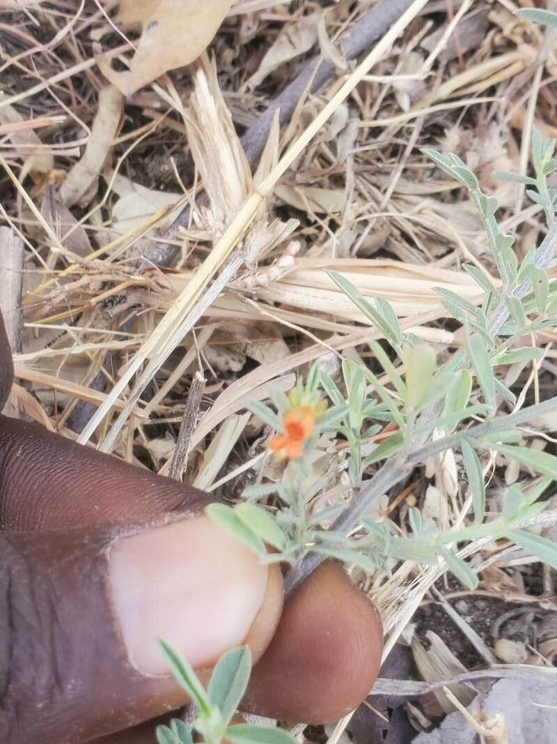 Indigofera pulchra flower