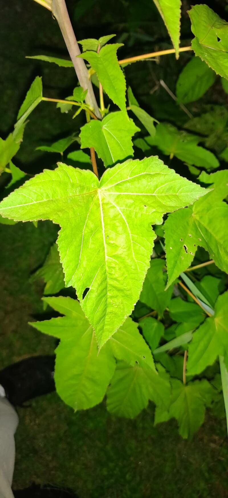 Hibiscus striatus leaf