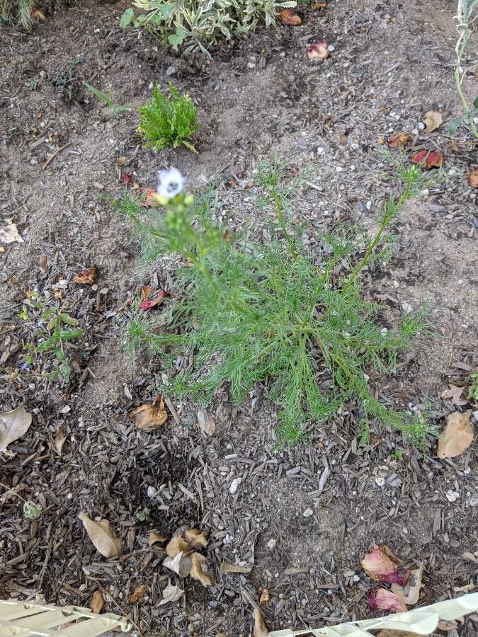 Gilia tricolor — search result for 'Phlox'