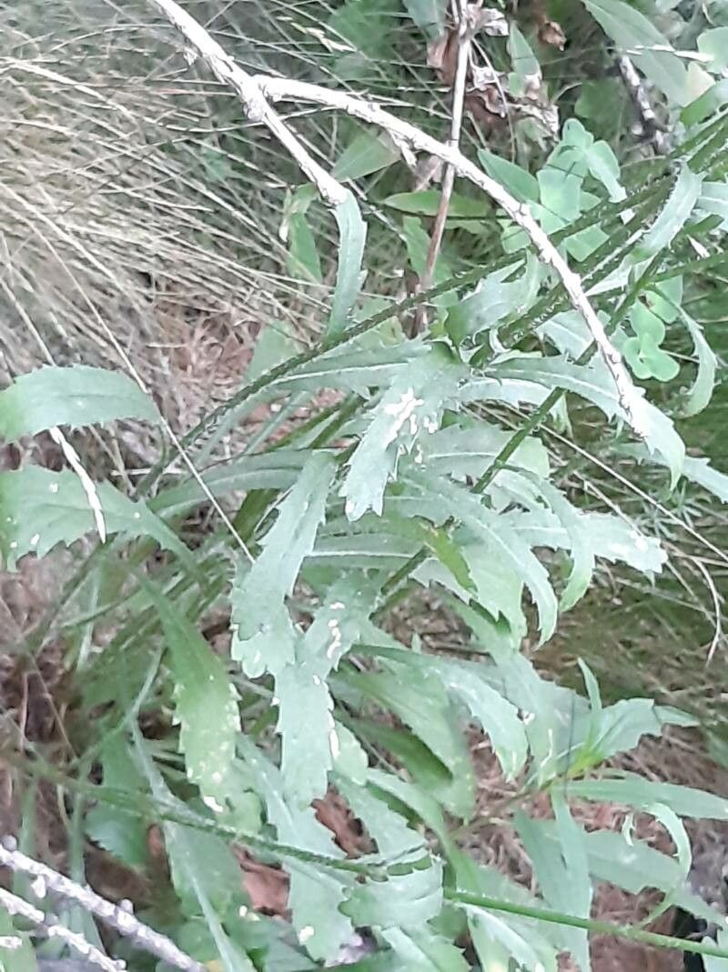 Leucanthemum subglaucum leaf