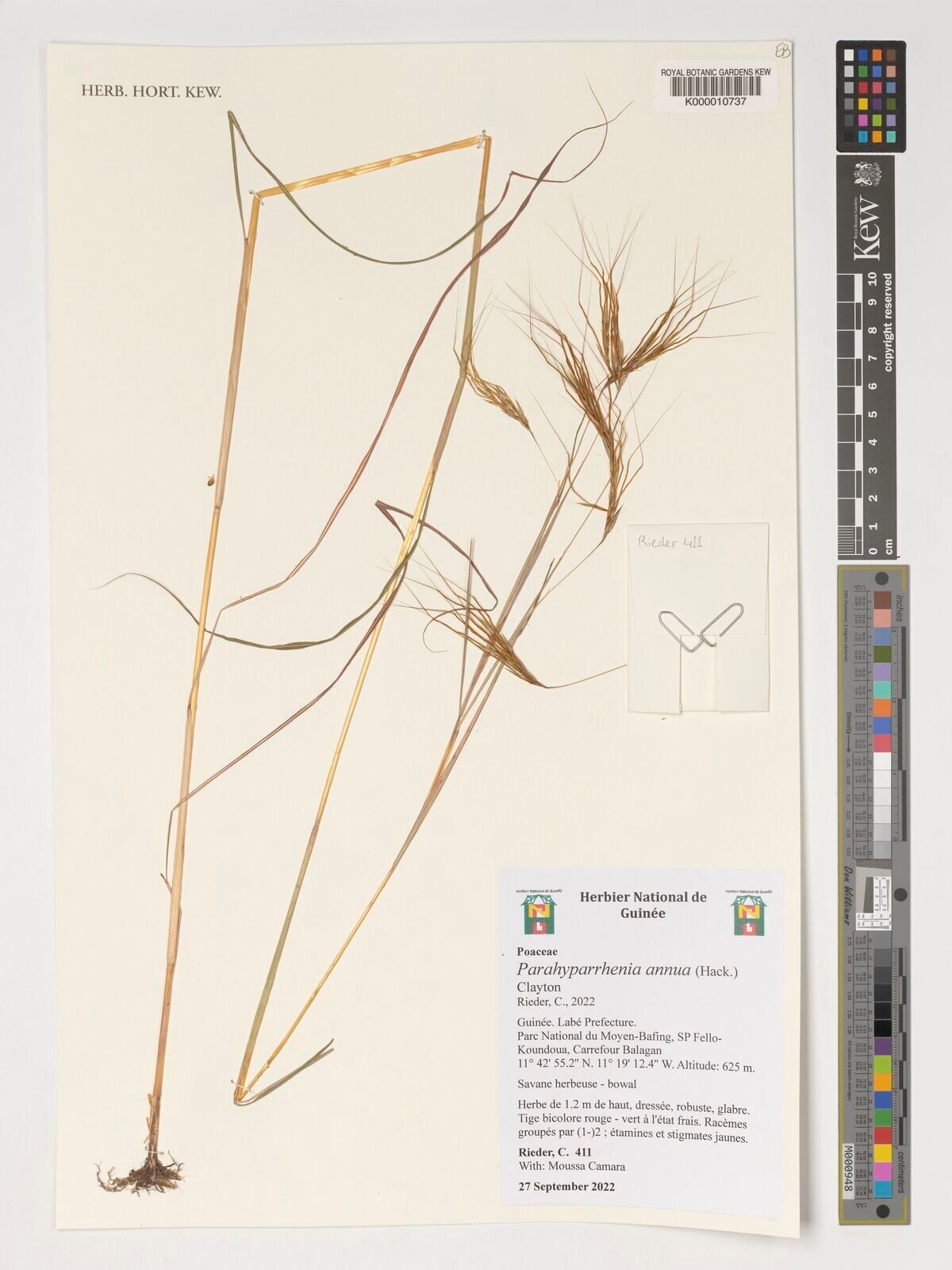 Parahyparrhenia annua — houseplant care guide