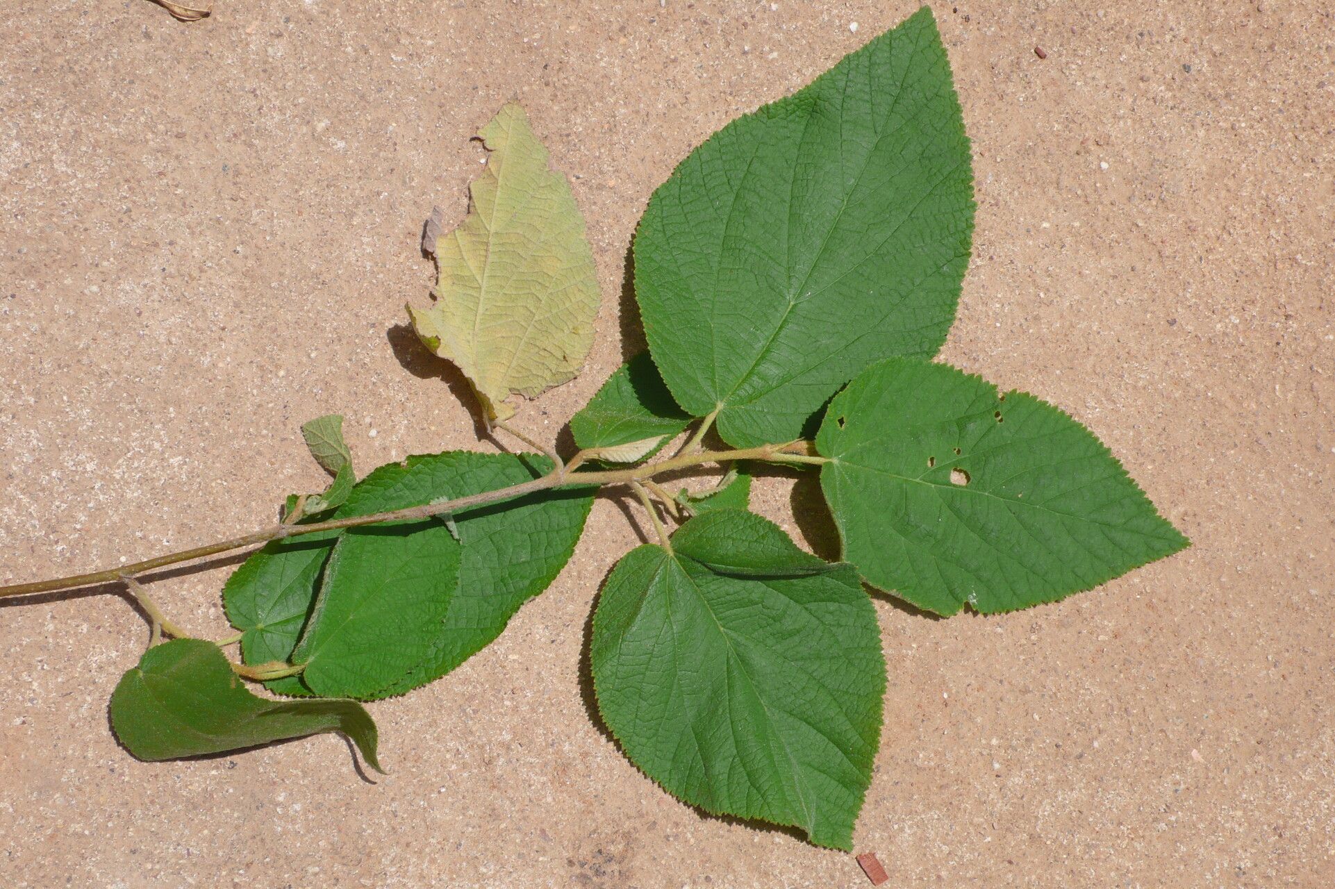 Helicteres heptandra — related species from the same genus