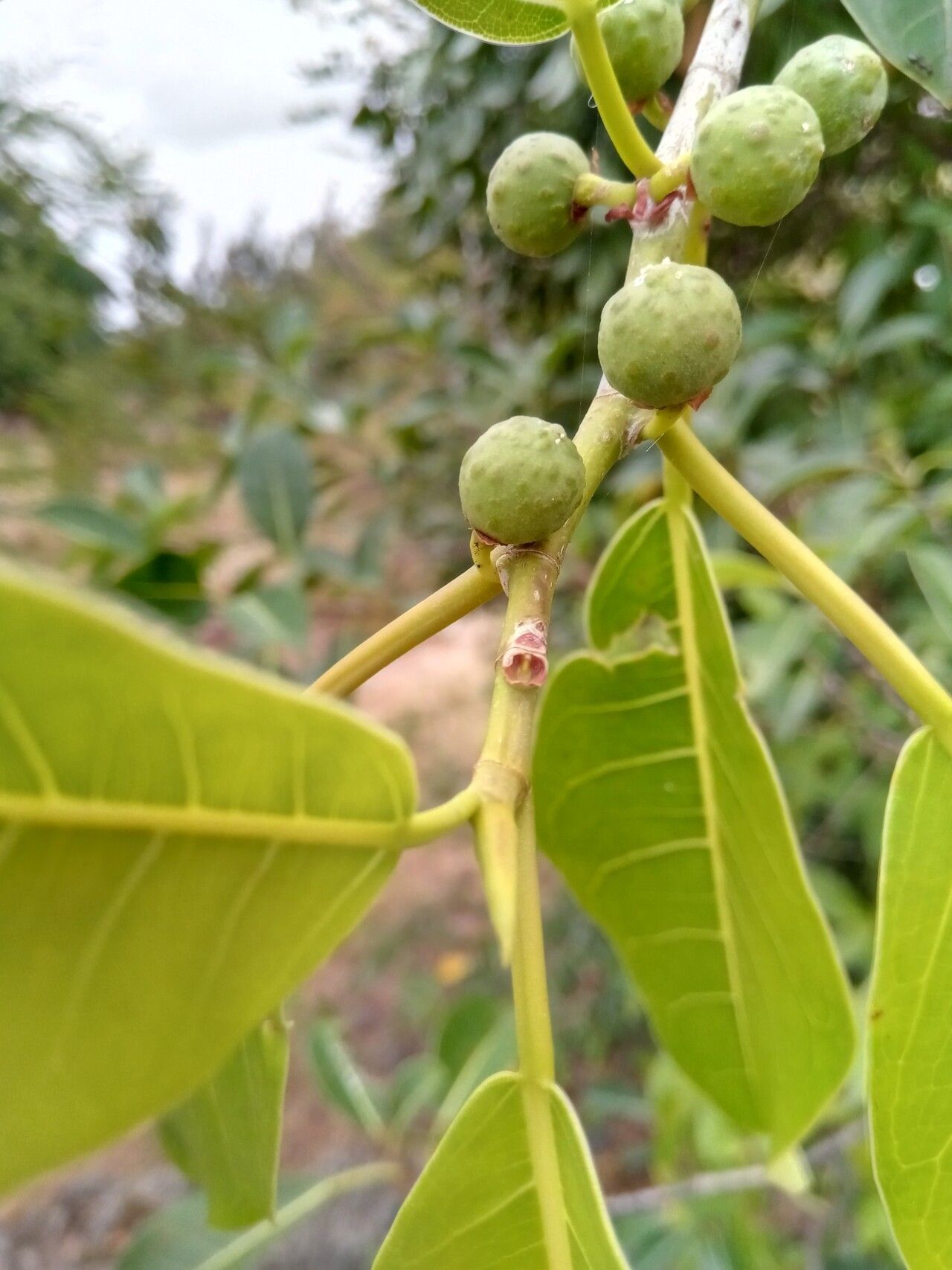 Ficus grevei fruit