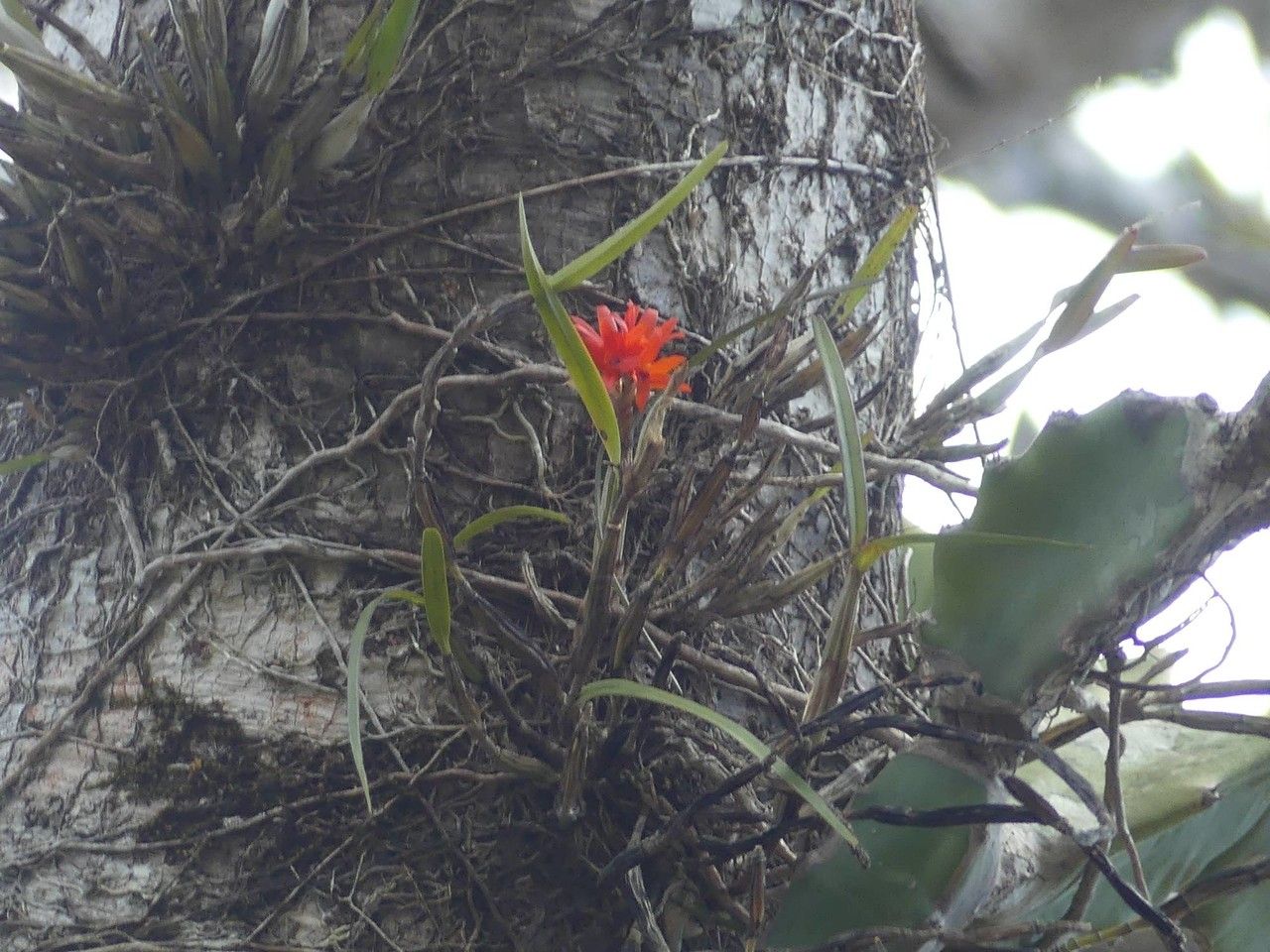 Scaphyglottis bidentata habit