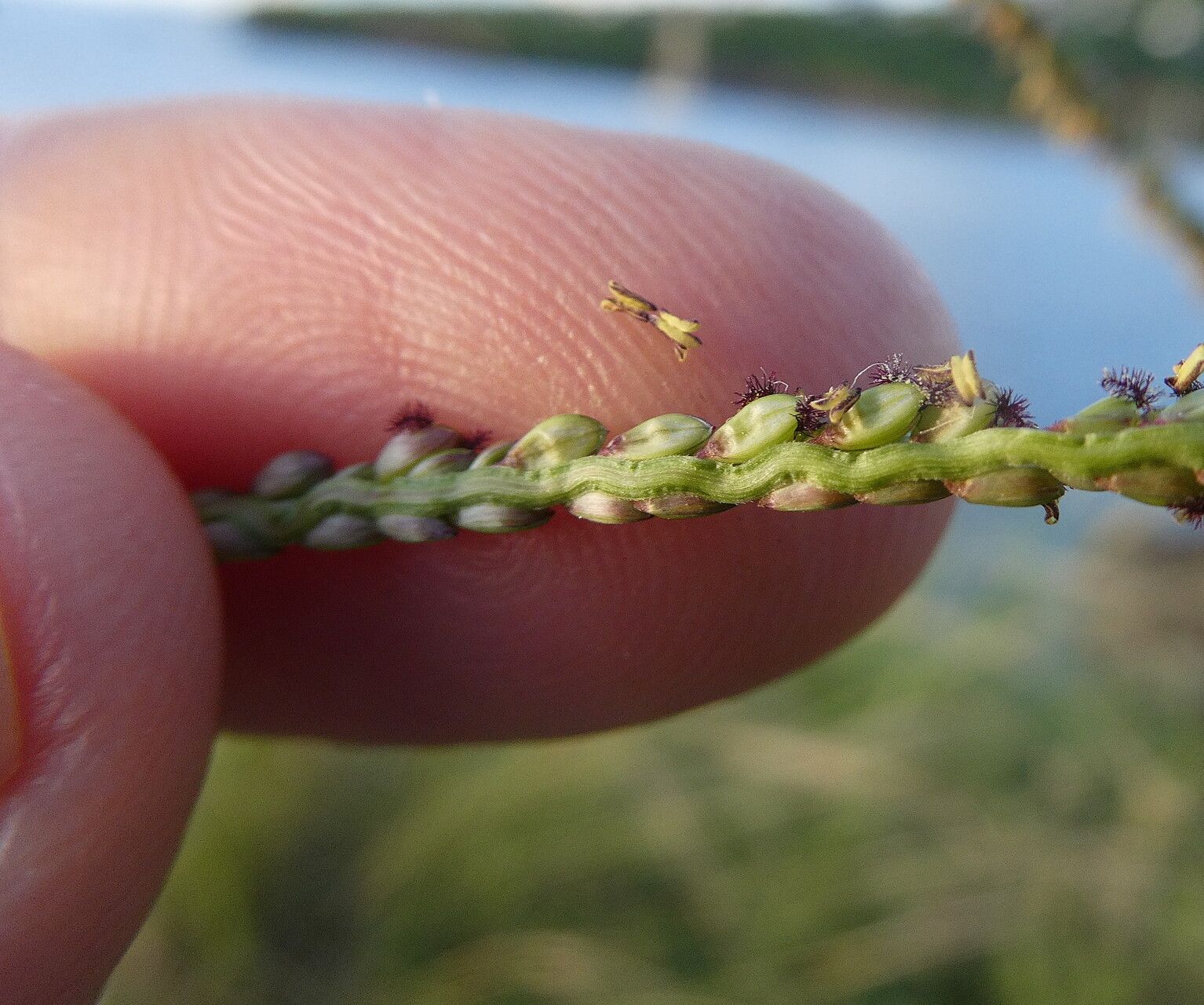 Paspalum pleostachyum flower