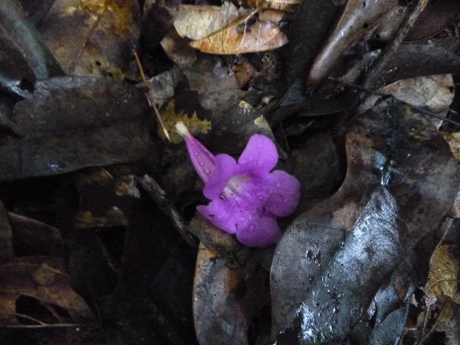 Jacaranda copaia flower