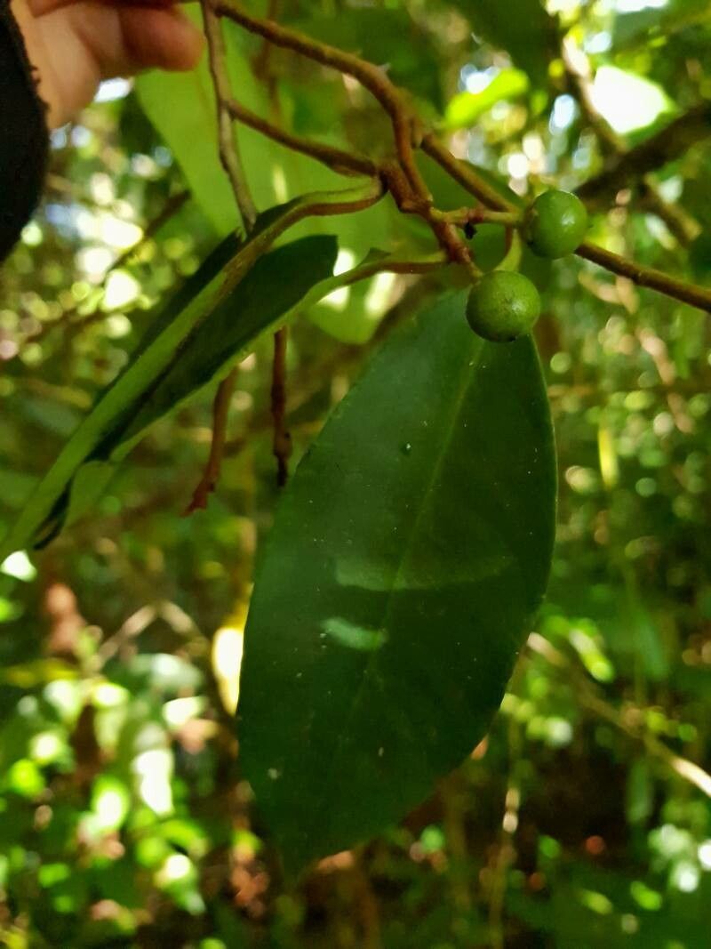 Ardisia liesneri leaf
