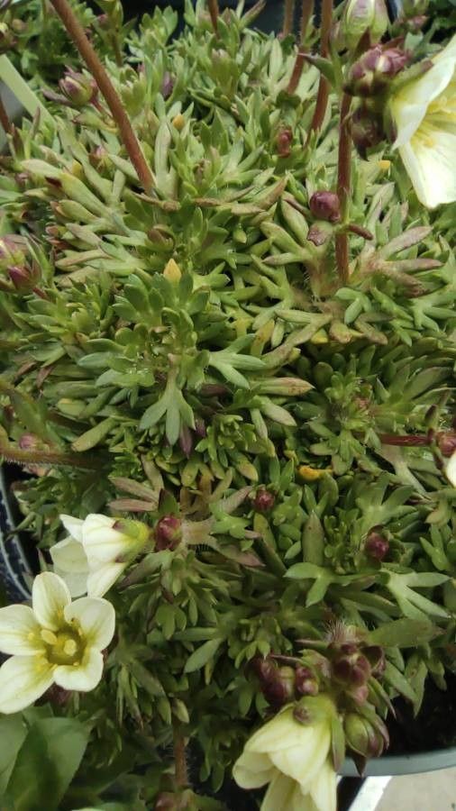 Saxifraga cespitosa — search result for 'Iceland'