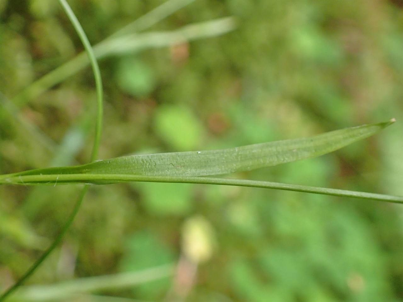 Luzula luzulina bark