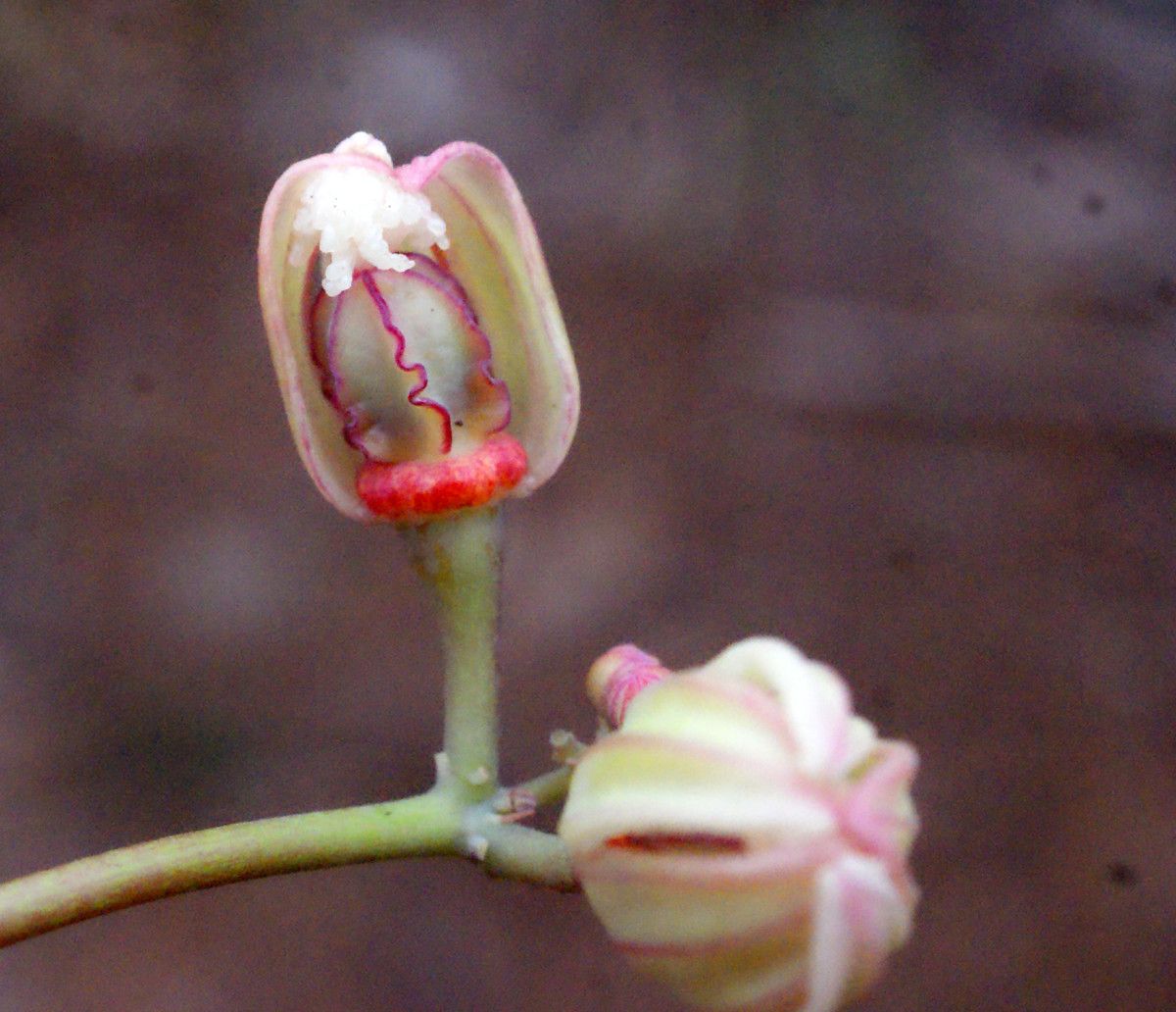 Zanthoxylum punctatum fruit