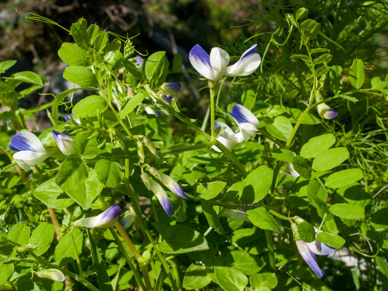 Vicia cypria leaf