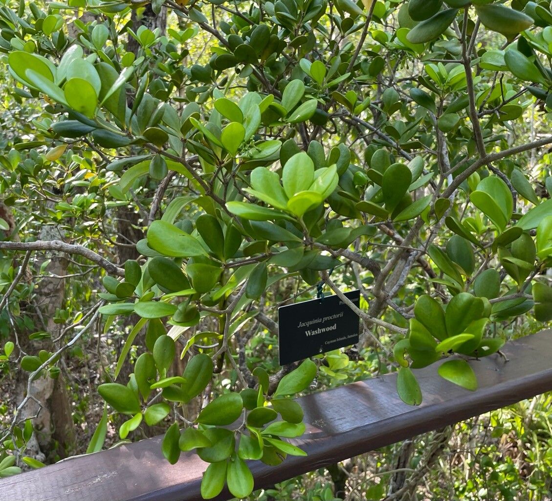 Jacquinia proctorii — related species from the same genus