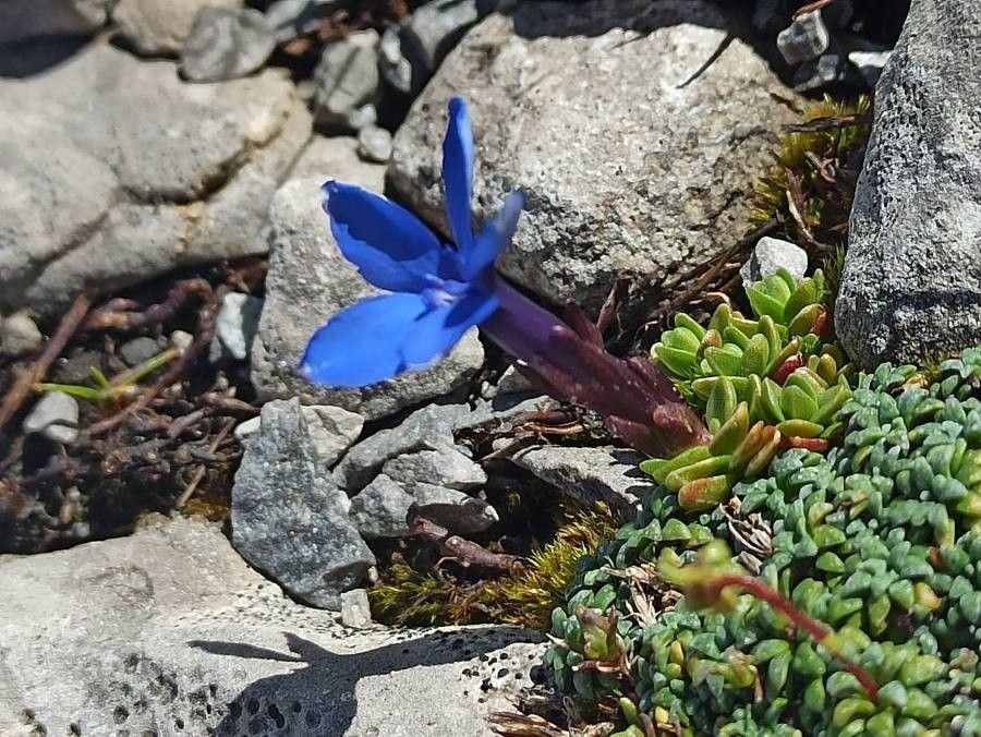 Gentiana terglouensis — houseplant care guide