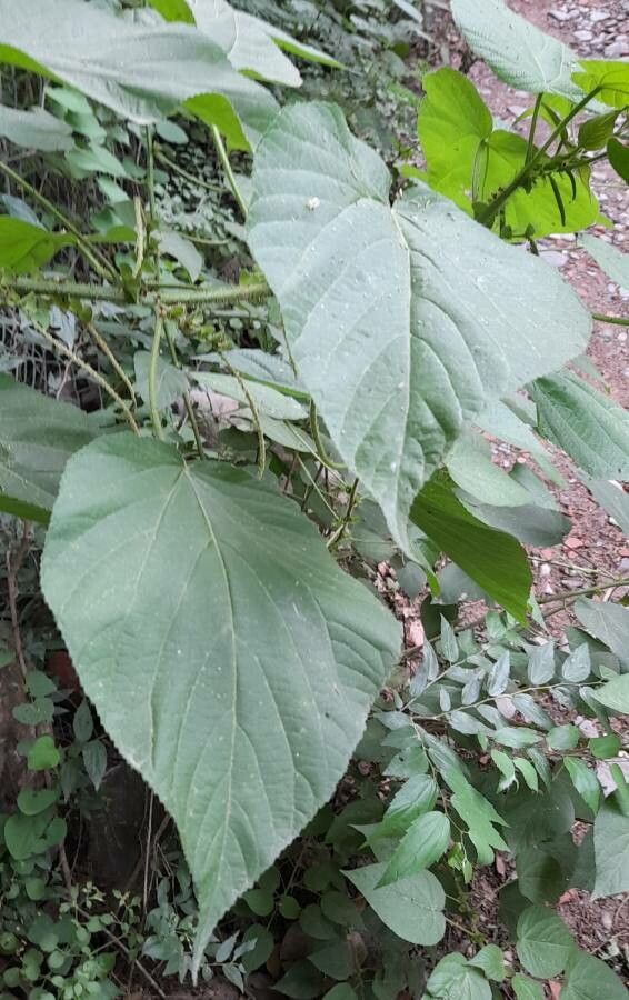 Acalypha plicata — search result for 'Acalypha'