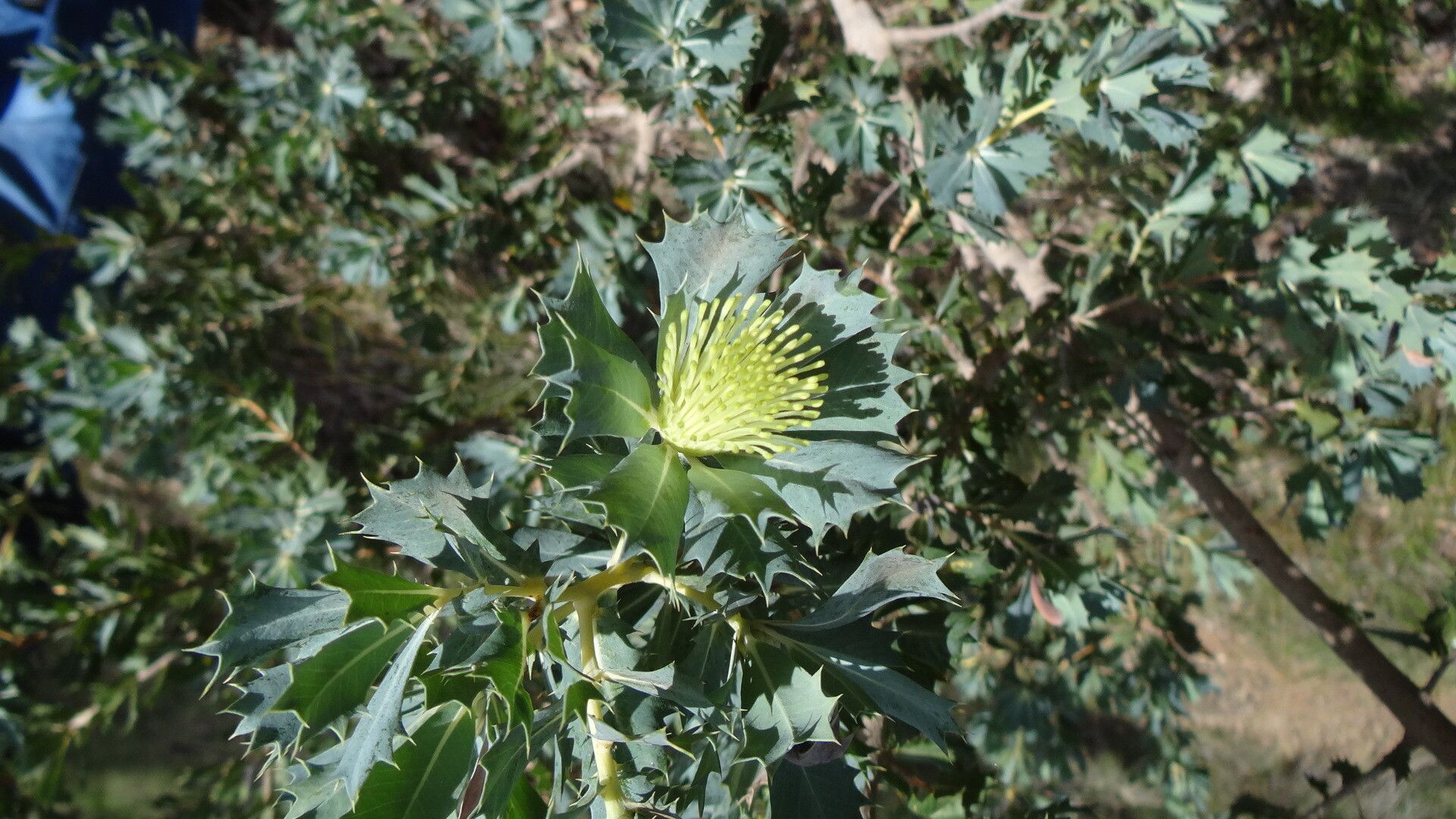 Banksia sessilis — search result for 'Banksia'