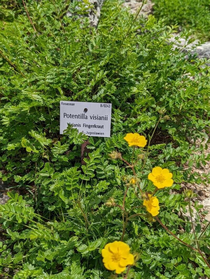 Potentilla visianii habit