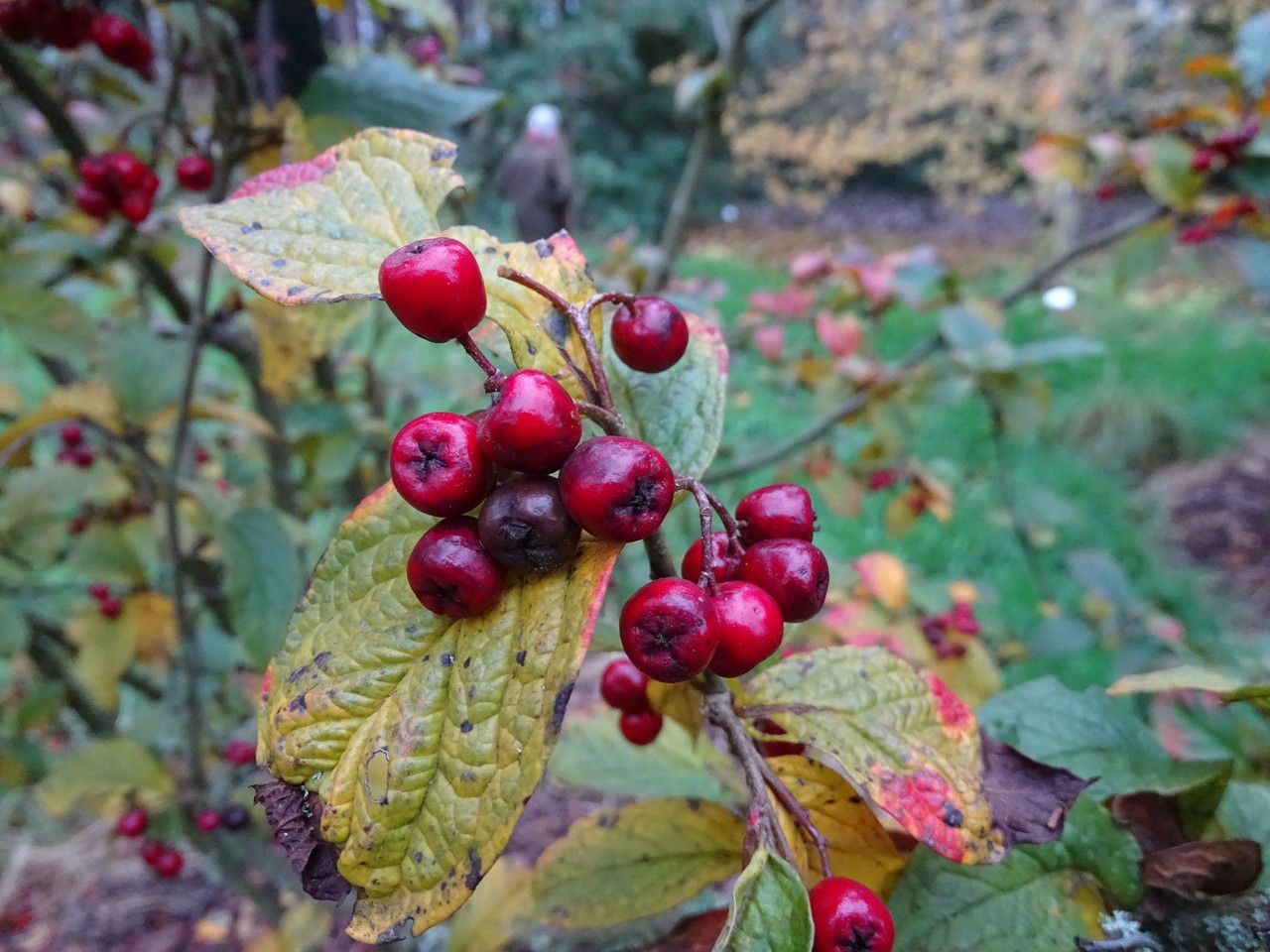 Cotoneaster rehderi fruit